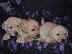 PoulaTo: Labrador retriever